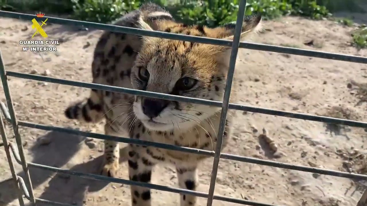 Seis detenidos por traficar con grandes felinos y animales exóticos entre España y Francia