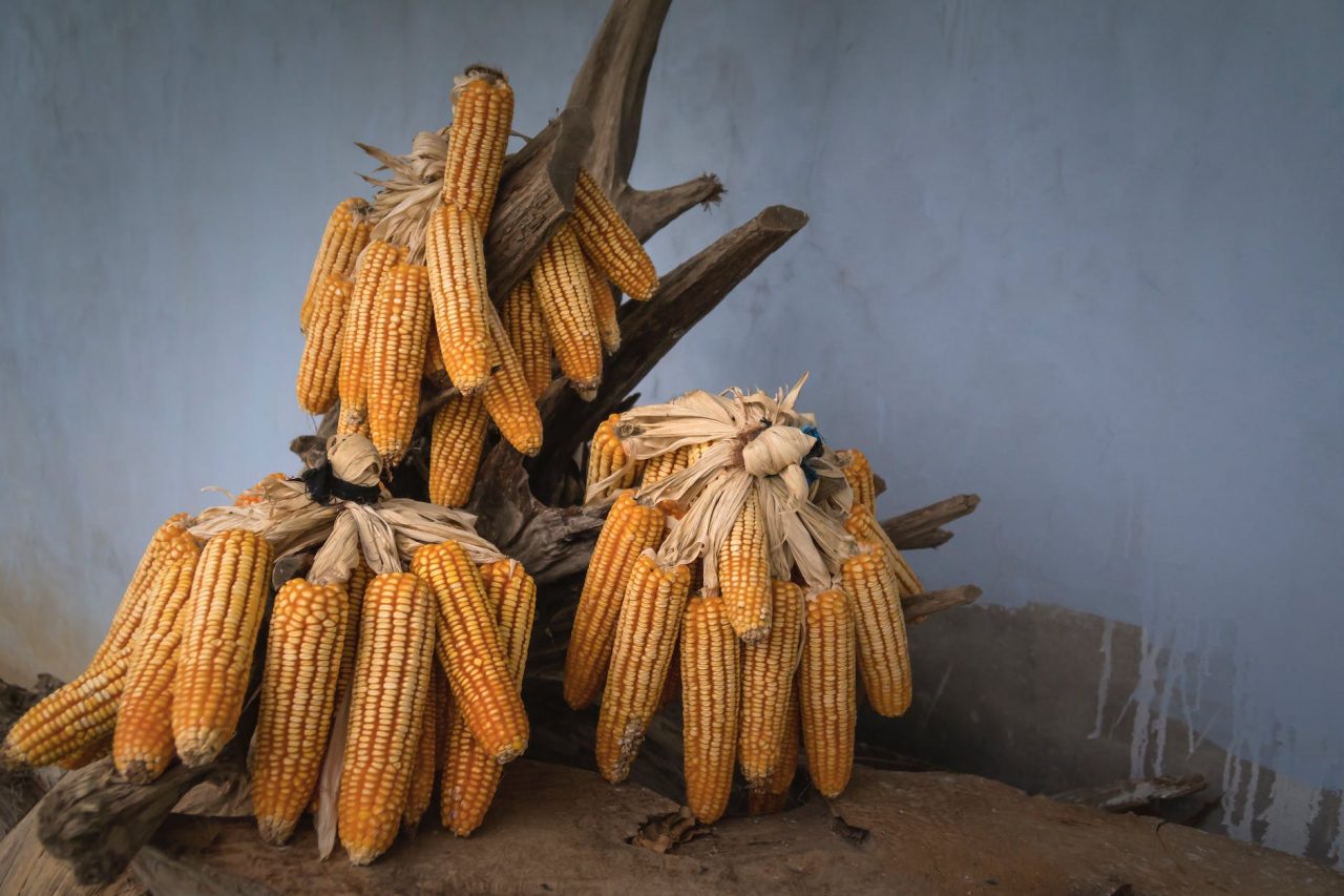 yellow corns on brown tree branch