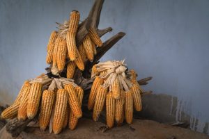 yellow corns on brown tree branch