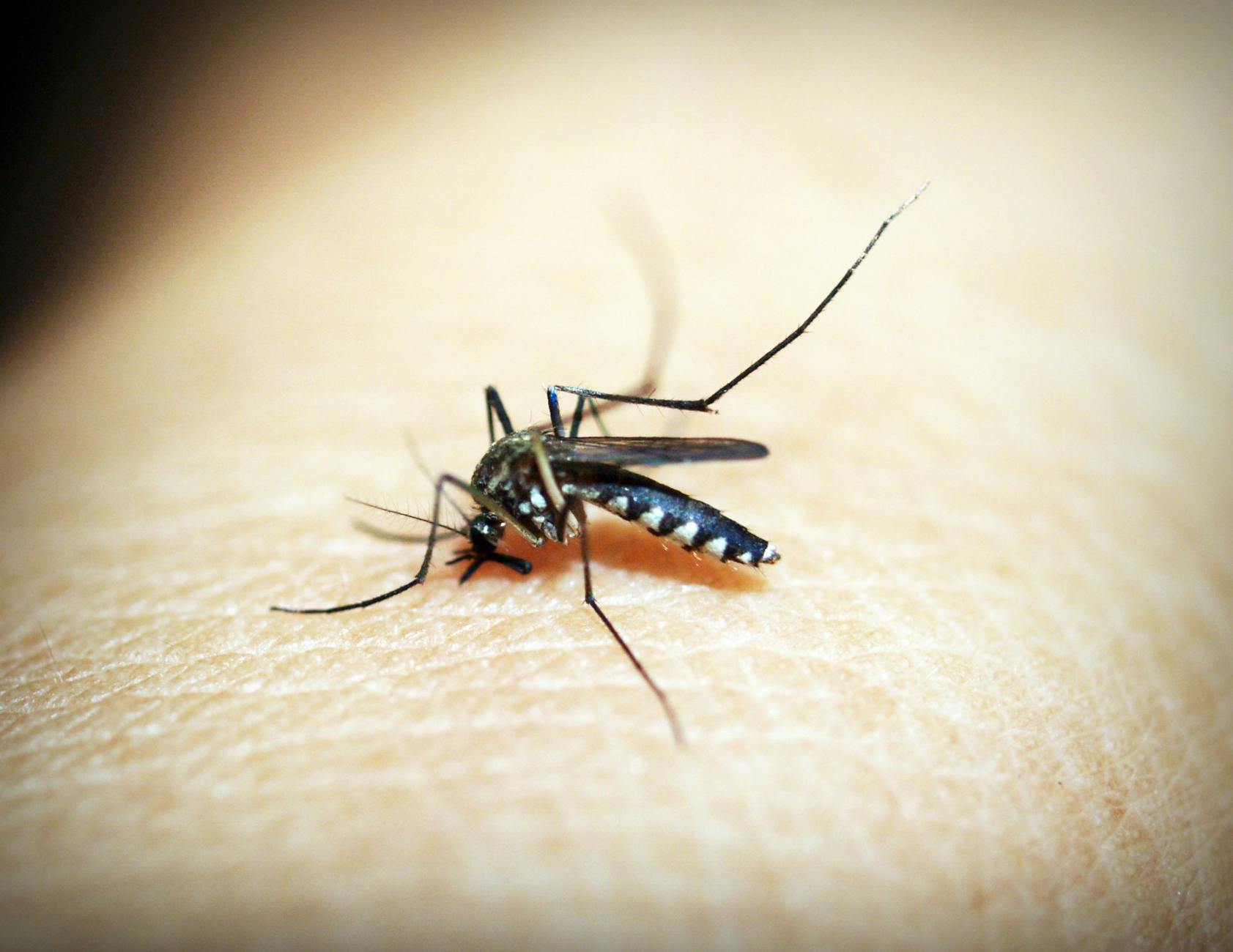 Avance histórico: Ixchiq, la vacuna contra chikungunya logra aprobación acelerada