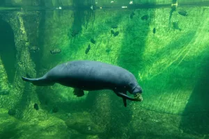 manatee in the zoo aquarium