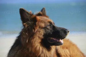 German shepherd dog