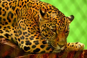 leopard on brown log