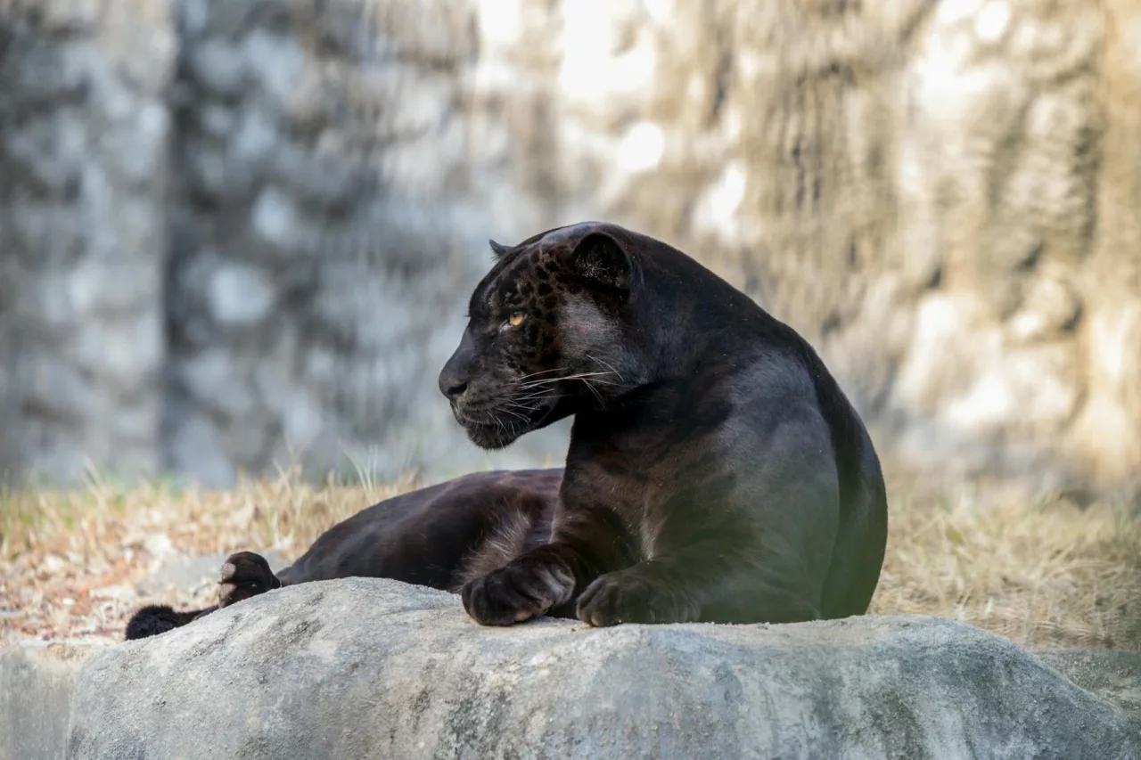 black panther lying on gray rock