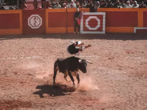 bull attacking a man at a rodeo