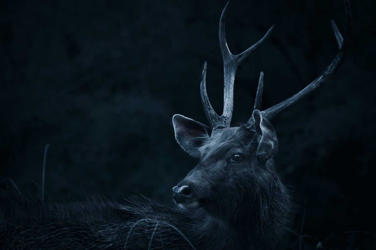 deer looking backwards