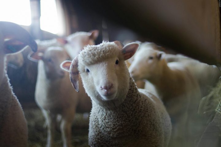 sheep