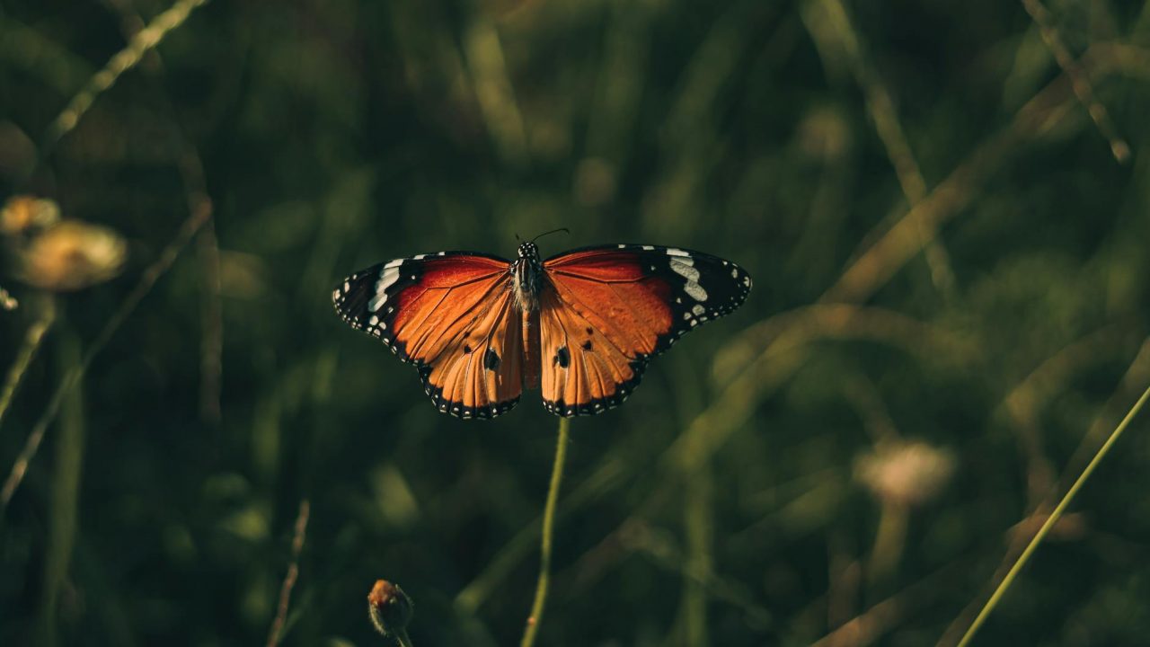 african monarch butterfly with wings spread