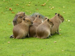 Cute capybara animal