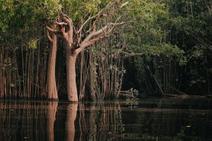 serene amazon rainforest with lush greenery reflected in river