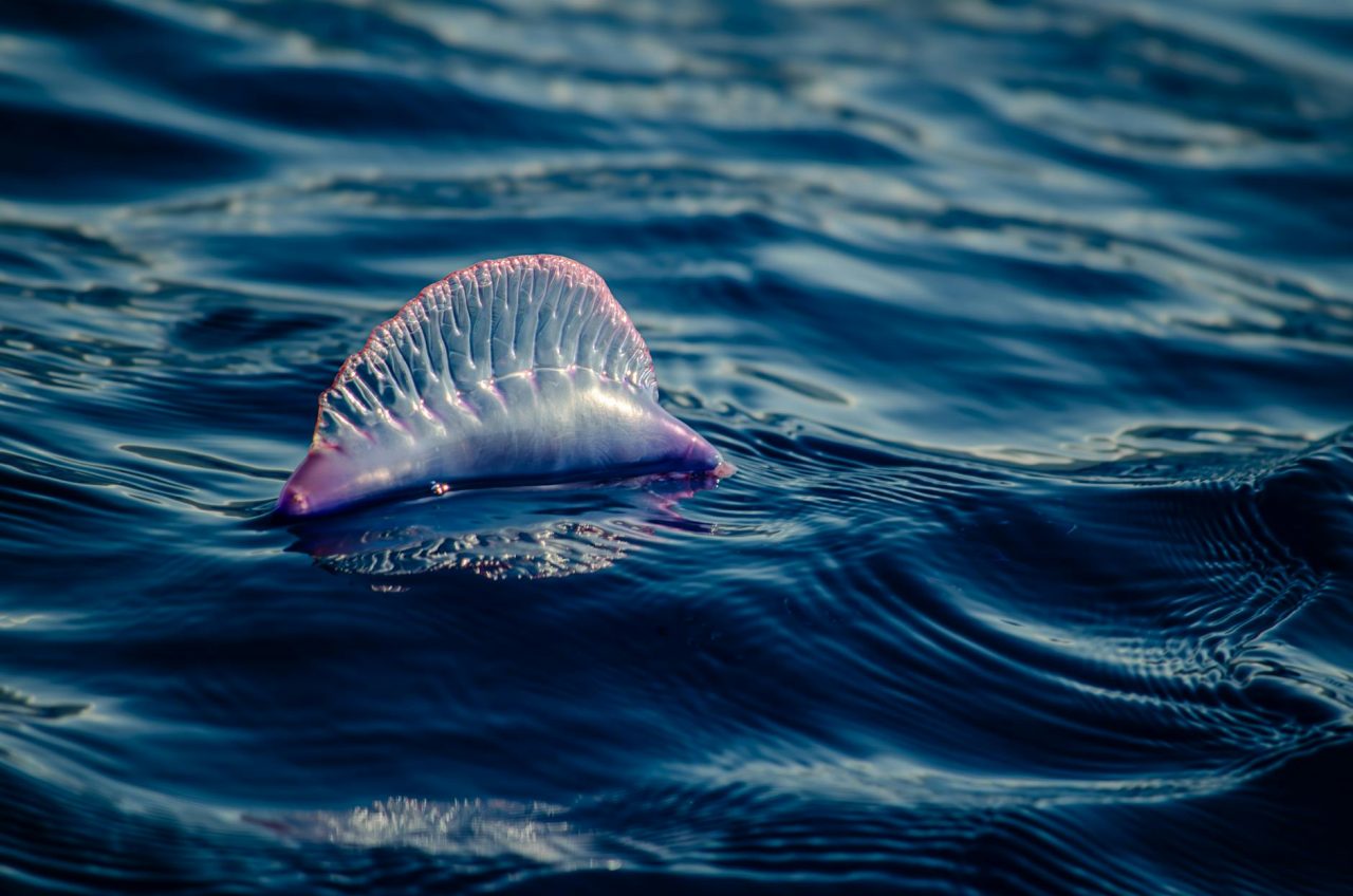 portuguese man o war floating in azorean sea