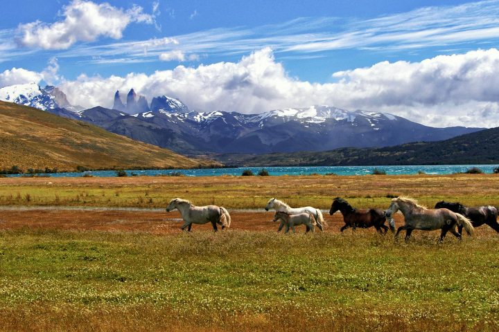herd of horse green grass field