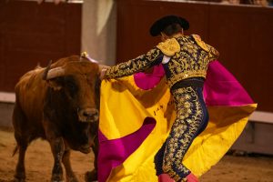 torreador with bull at plaza de toros