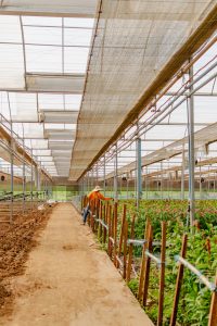 farmer working in greenhouuse
