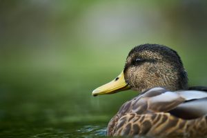 close up of a wild mallard duck on water