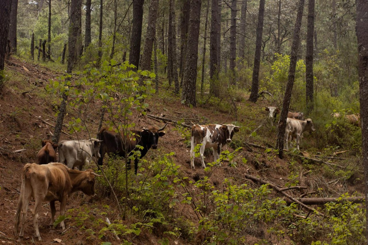 cattle grazing in oaxacan forest landscape