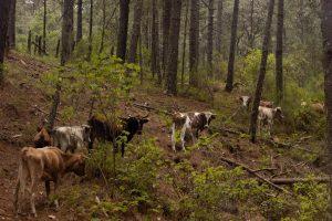 cattle grazing in oaxacan forest landscape