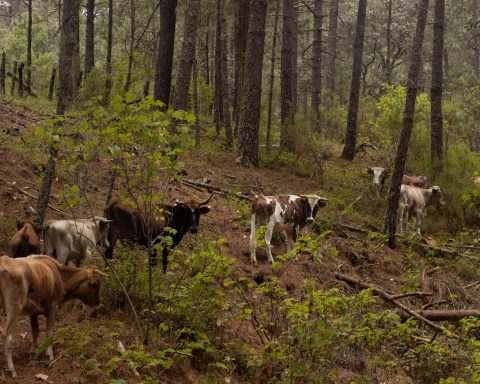 cattle grazing in oaxacan forest landscape