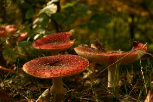 shallow focus photography of orange and white mushrooms during daytime