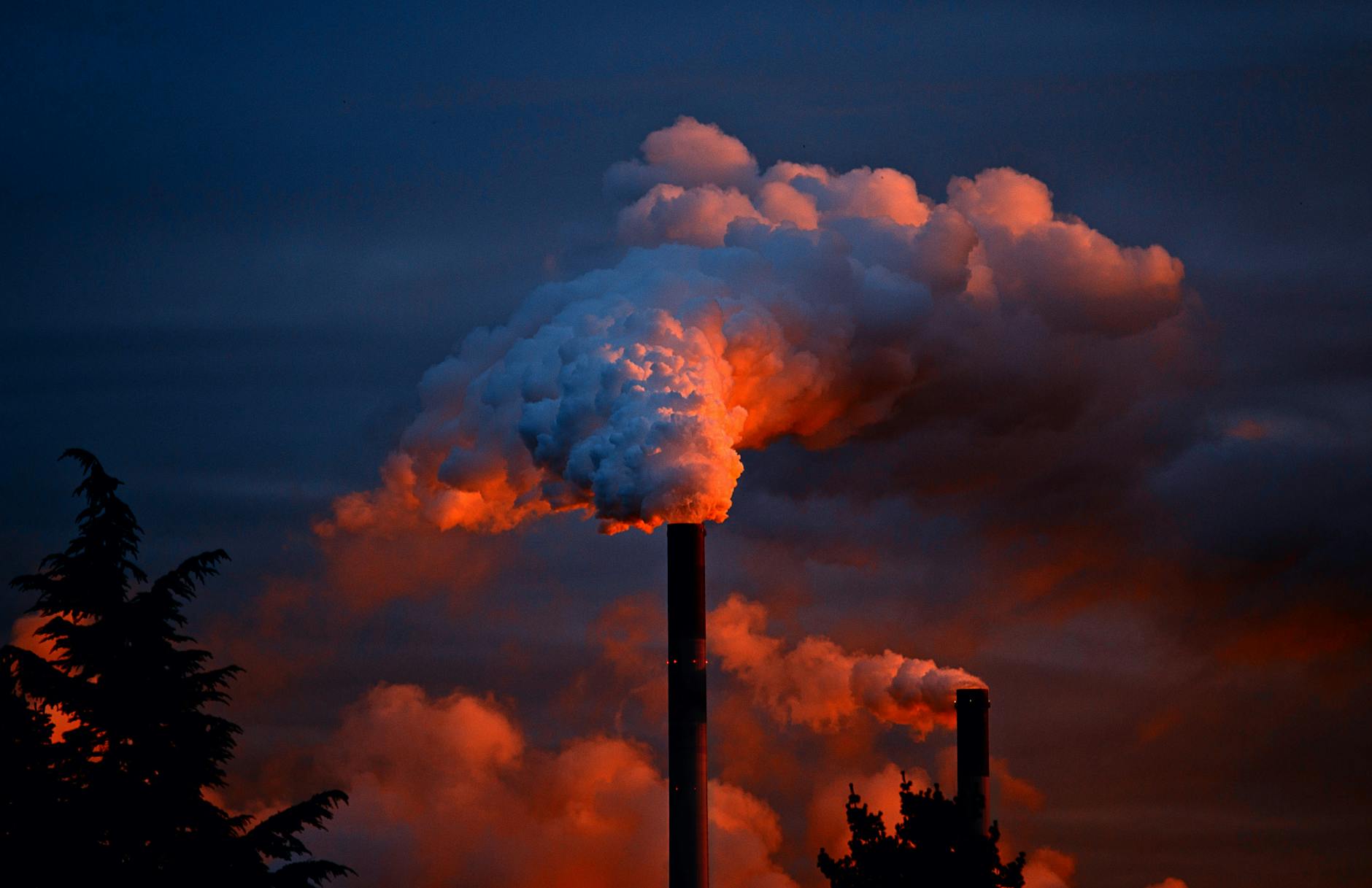 La importancia de los animales para reducir la huella de carbono en el medio ambiente