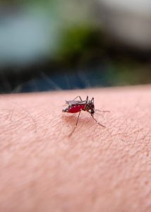 close up of mosquito biting human skin