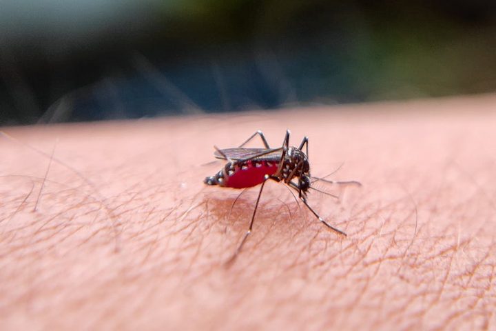 close up of mosquito biting human skin