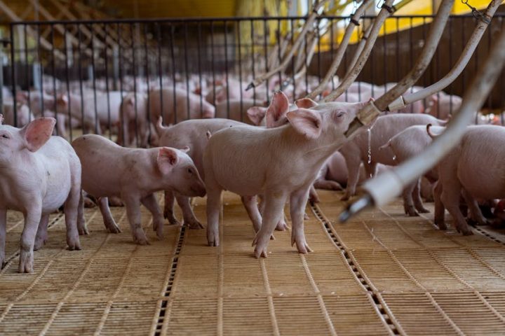 piglets in a modern indoor farm facility