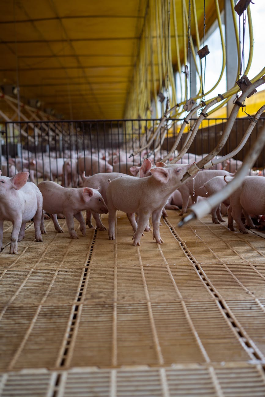 piglets in a modern indoor farm facility