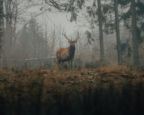 deer standing in woods in fall