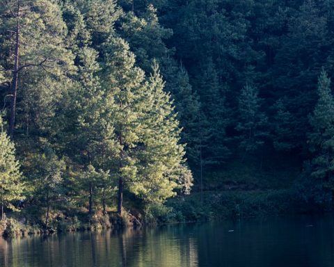 coniferous forest by the stream