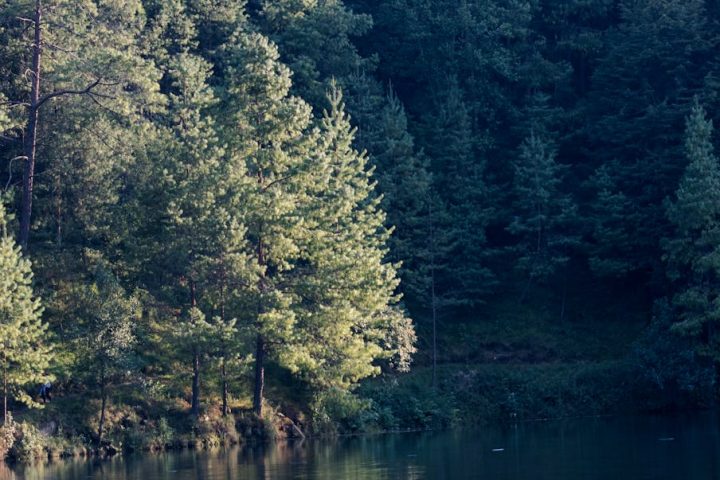 coniferous forest by the stream