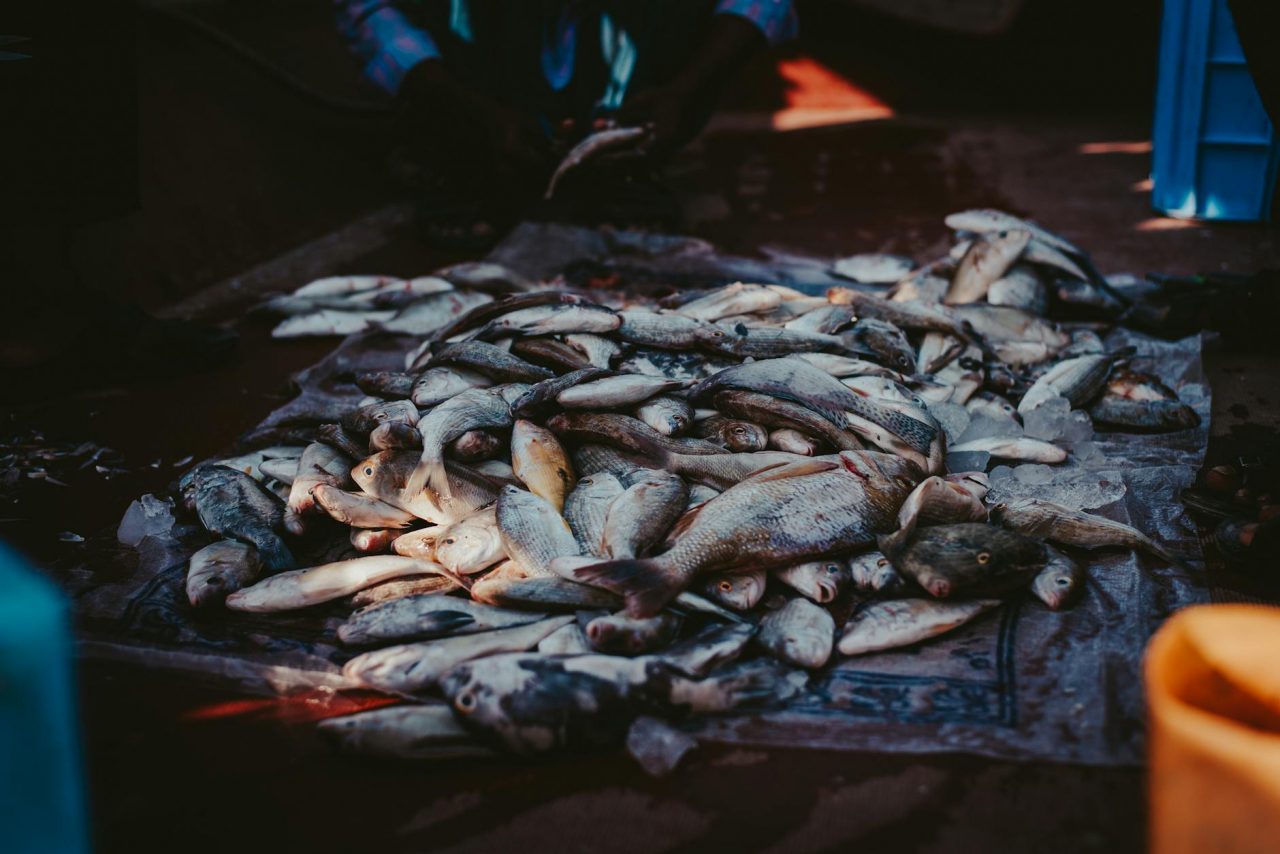 pile of fish
