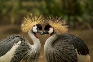 grey-crowned-crane-bird-crane-animal-45853.jpeg